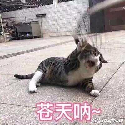 初心不改