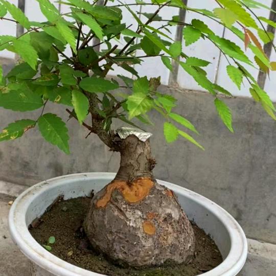 小程园艺盆景