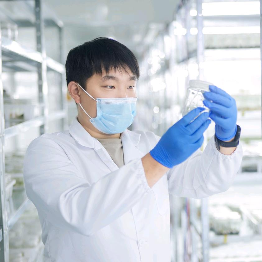 洛克花匠 ~植物组培朱顶红代工