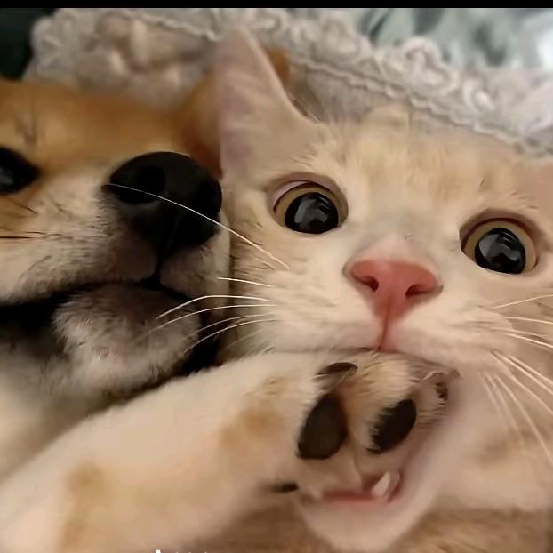 六月初的蛙(✪ω✪)