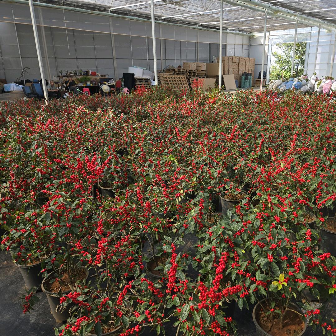 莱茵冬青植物基地