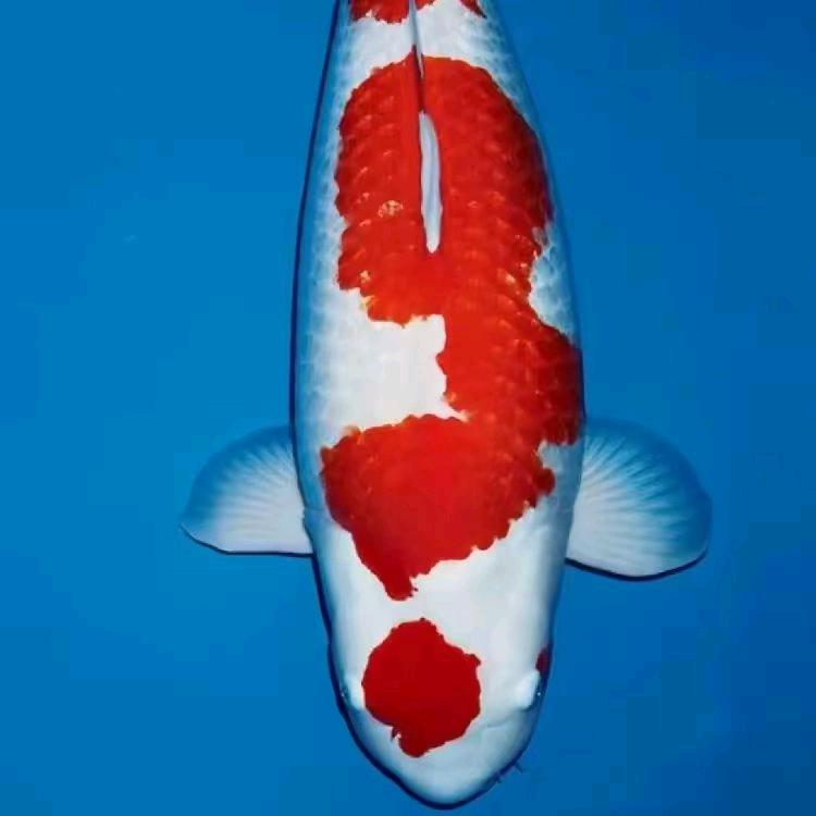 海洋锦鲤观赏鱼1