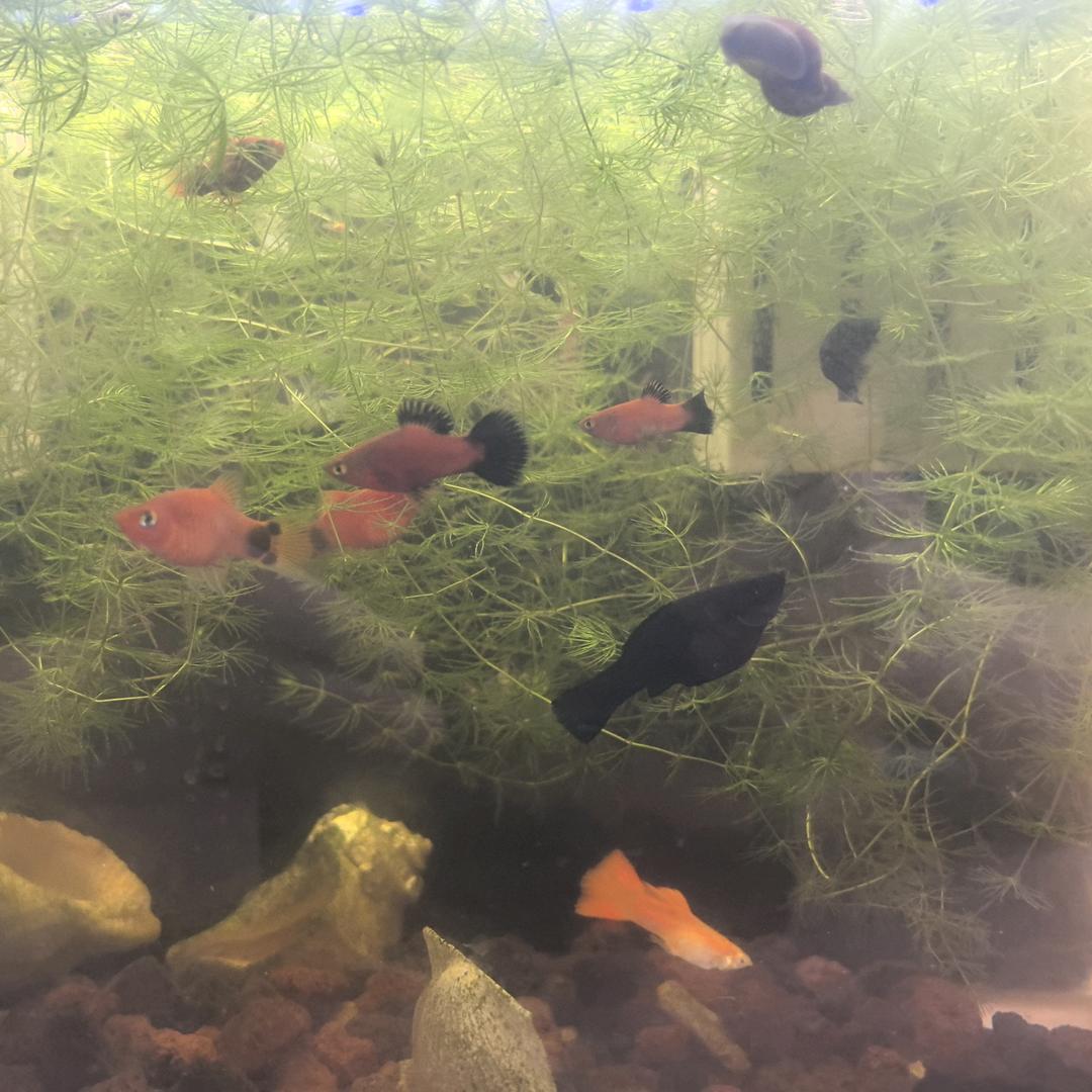 随🐟而安