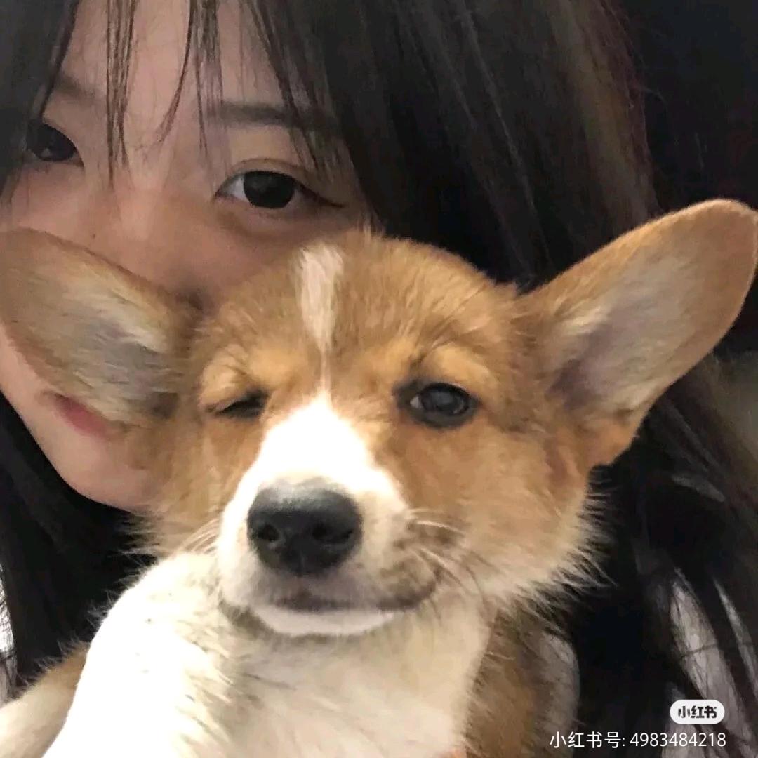 小燕子不会飞