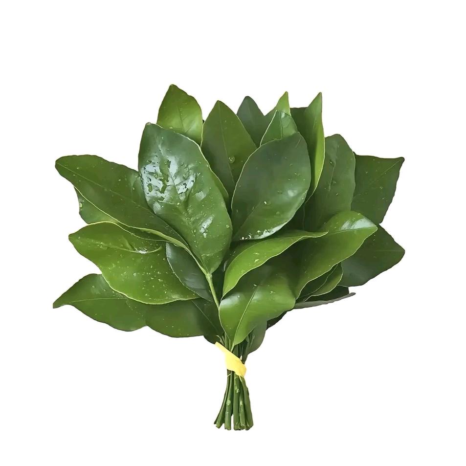 一只鱼儿爱藏泉