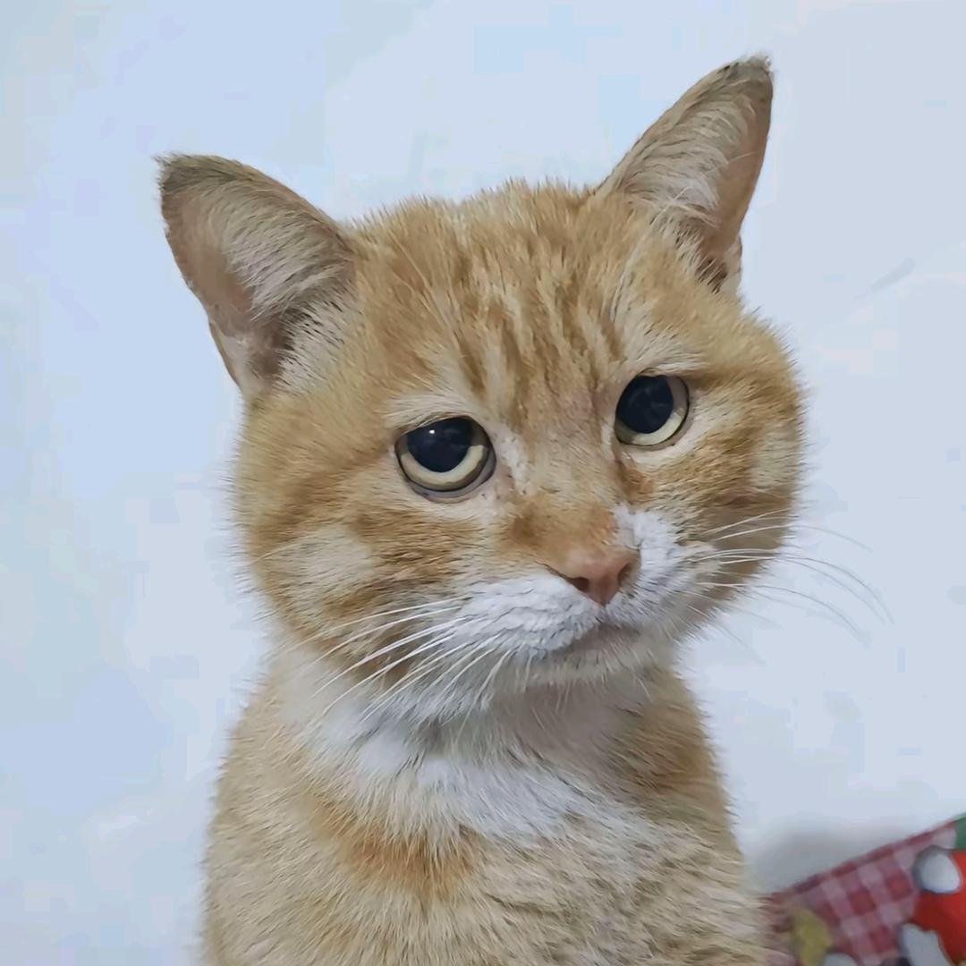 冷风入骨
