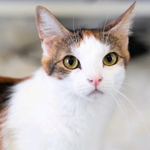 对枪我不行QAQ#52712