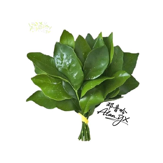 音吟_ALAN(凑不齐卡版)