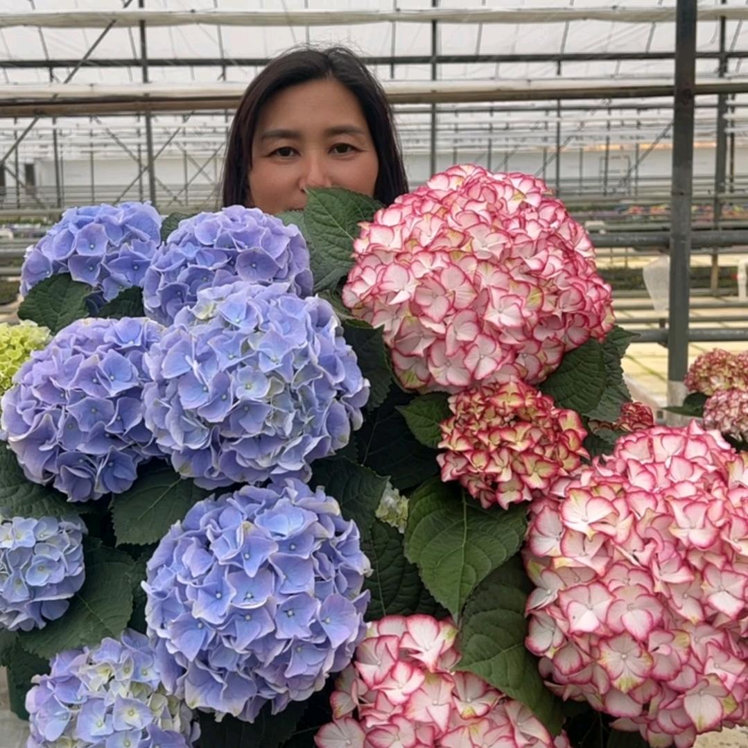 三姐妹花卉