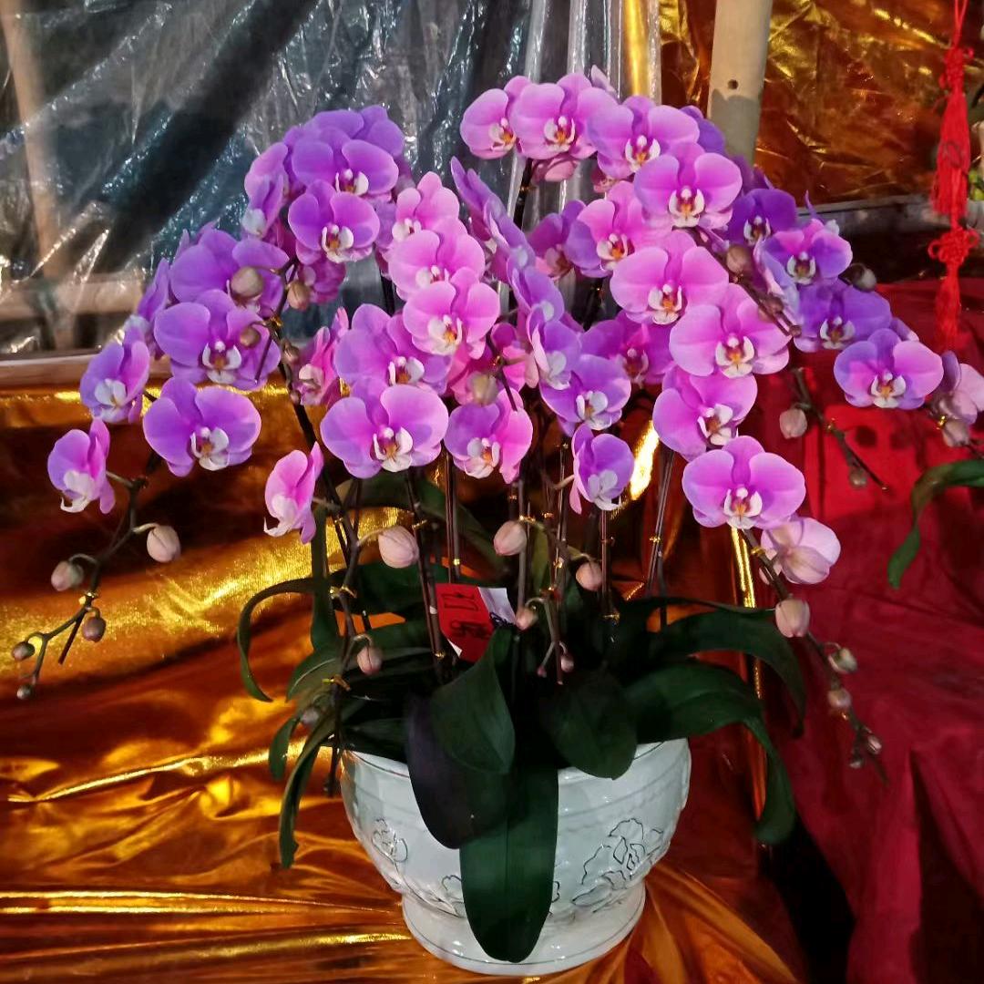 👑江小白配雪碧👑