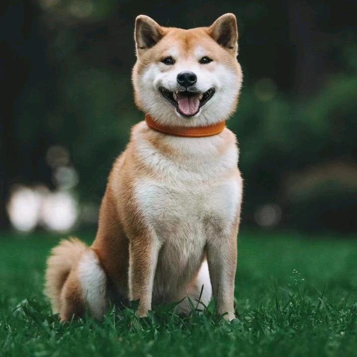 小老鼠