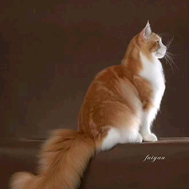 扯根高压线荡秋千