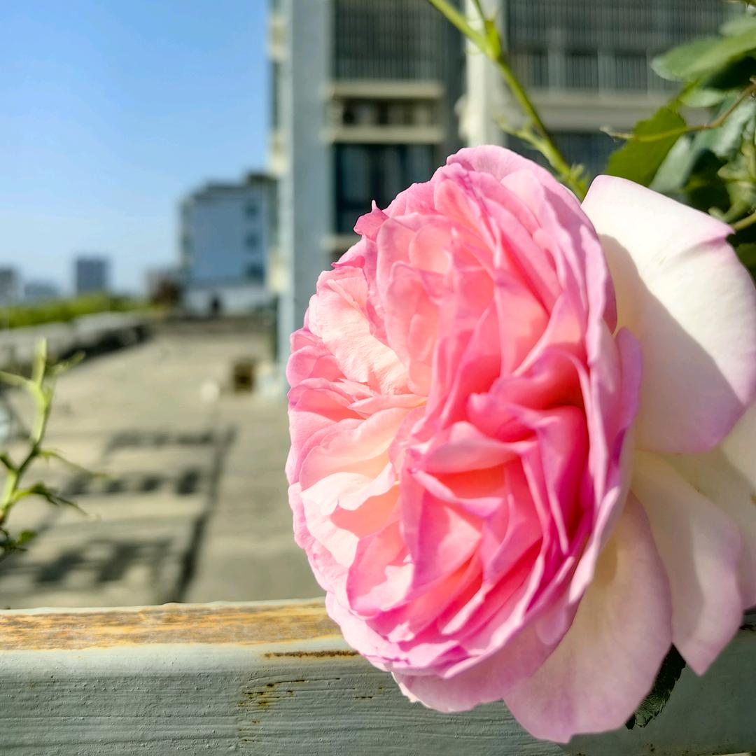 留余露台小院