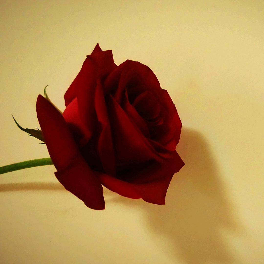 ℳঞᩚ半糖꧔ꦿ᭄微甜*