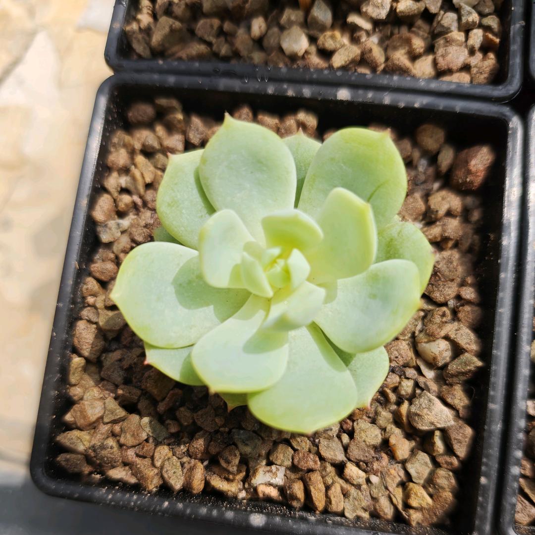 盆栽