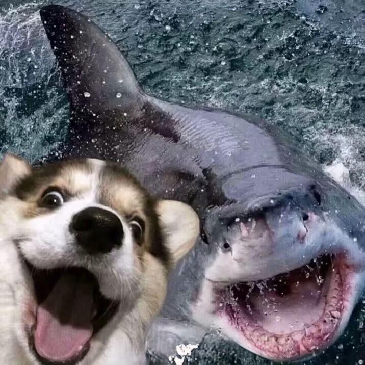 粽菌学长（安徽理工大学）