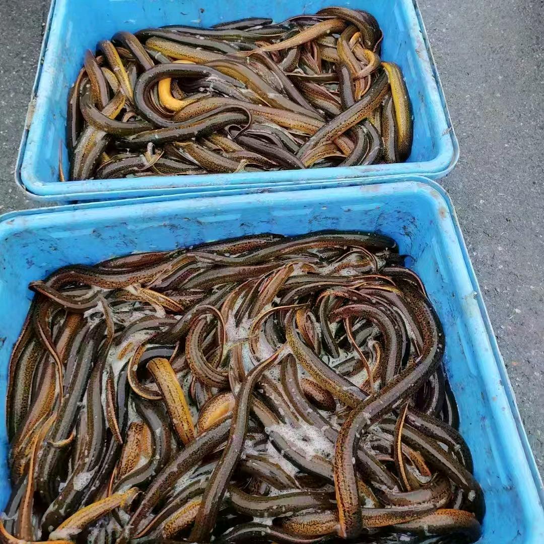 黄鳝养殖基地