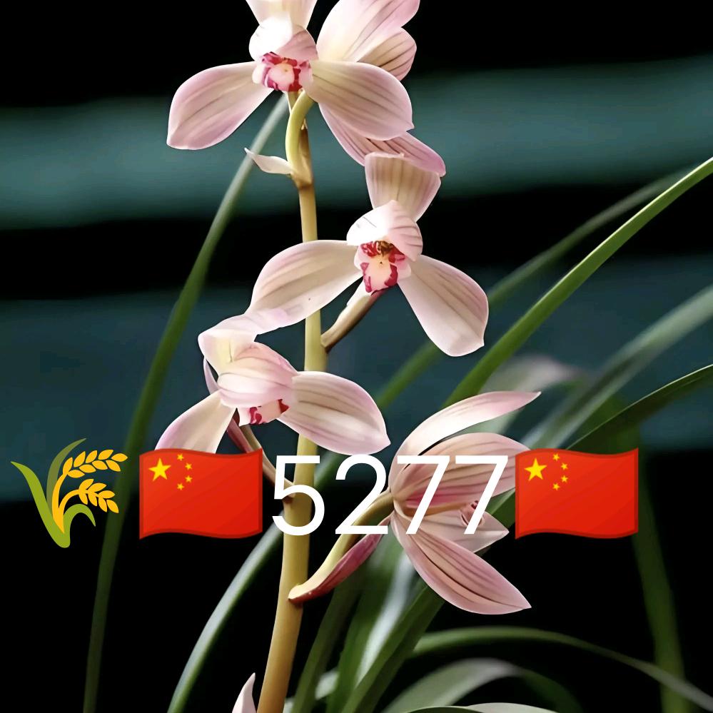 🌾🪷卍兰梦优香🇨🇳吾念卍🪷🌾