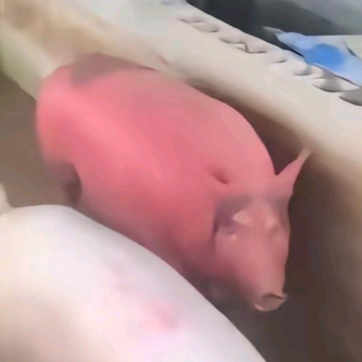 糕冷鱿鱼红温猪头肉