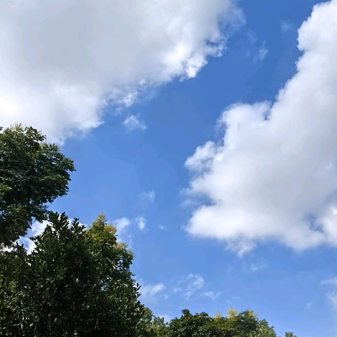 苏禾
