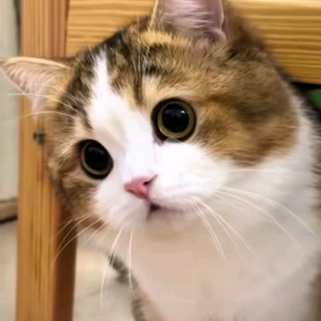 猫猫
