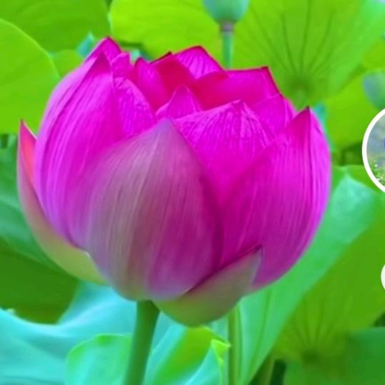 荷花盛开别样红，碧绿荷叶笑迎风。