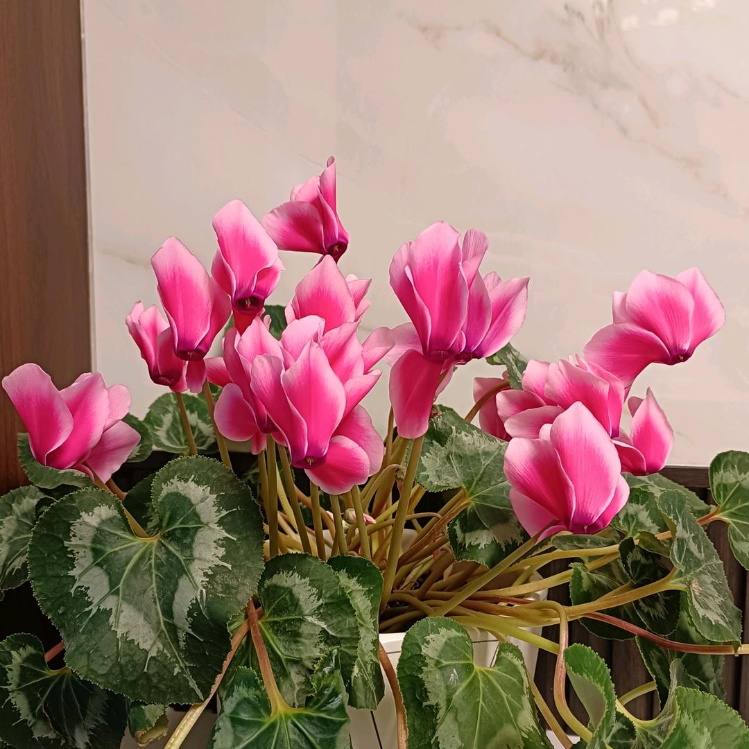 空荡的灵魂💔～妞妞～