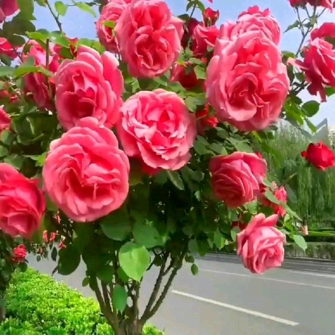 杜幺妹