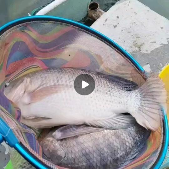 ঞᩚ᭄敷衍已成伤ꦿꕥ້໌ᮨ