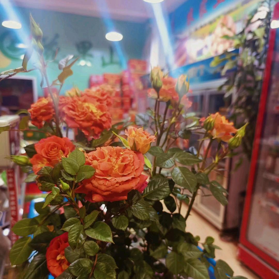 都安花果山
