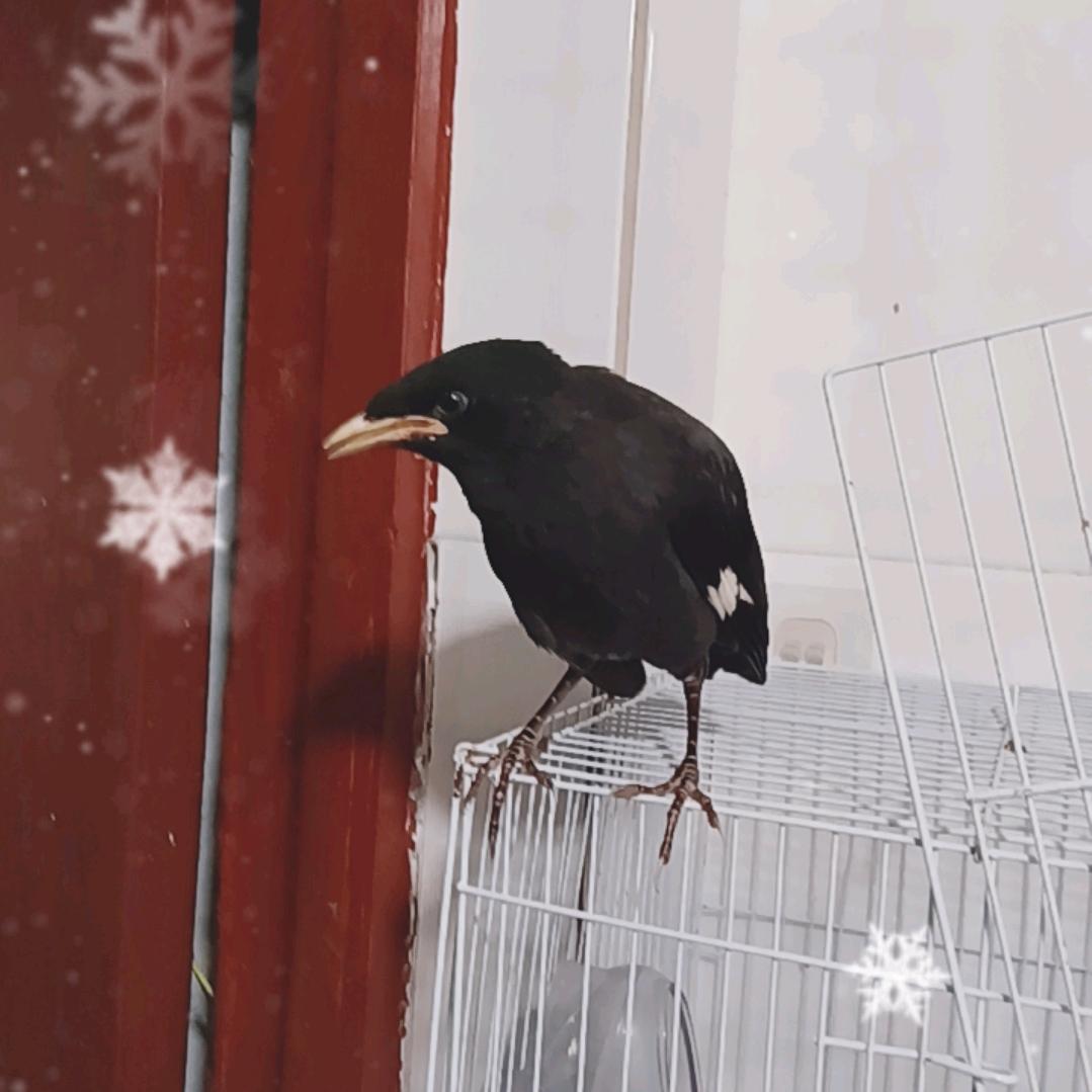 八哥来福《训鸟师》