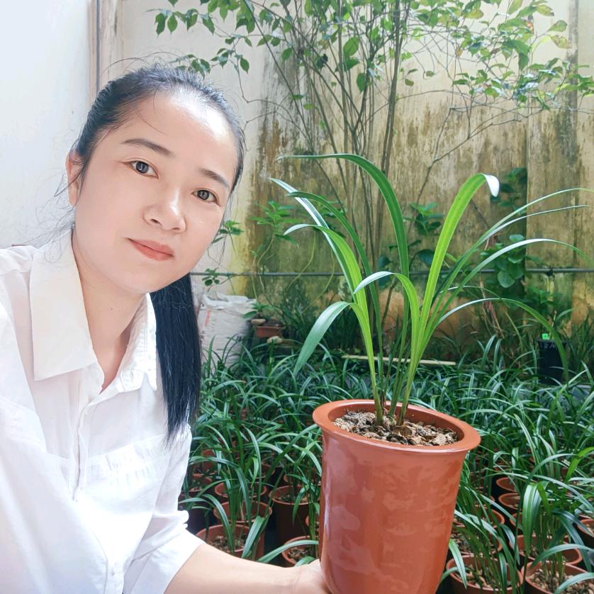 时光不语 (庭院露天养兰)