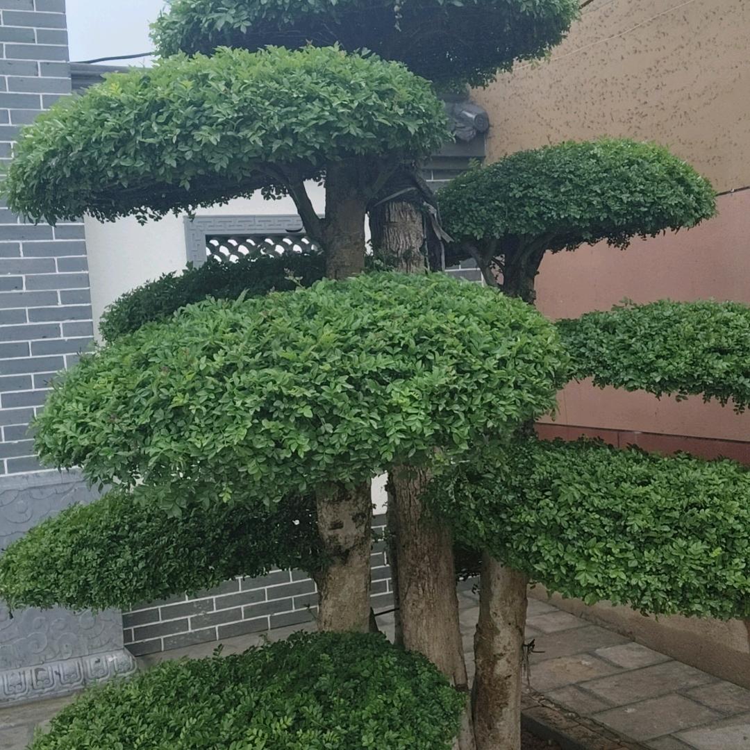 大浪淘沙