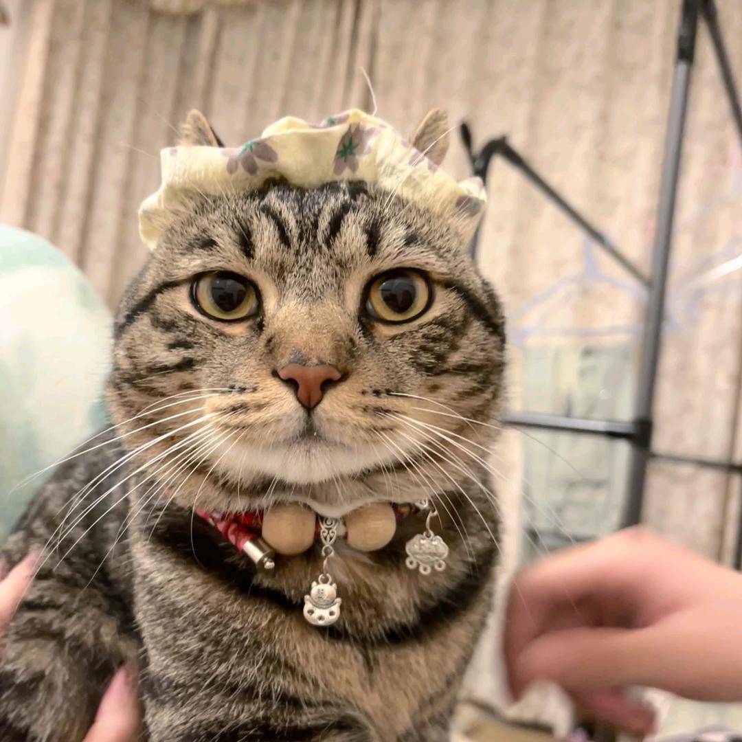 纯情小猫火辣辣