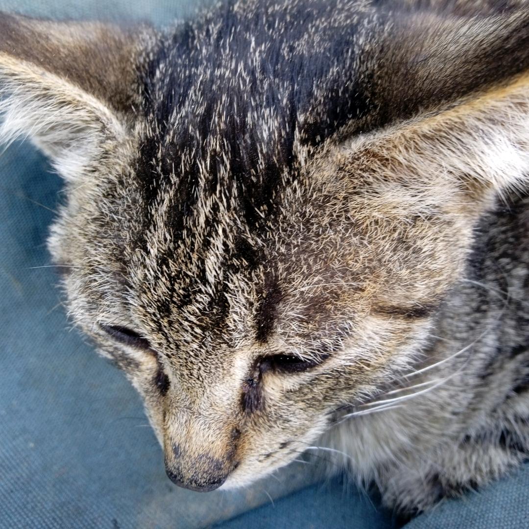 我的名字叫晨晨