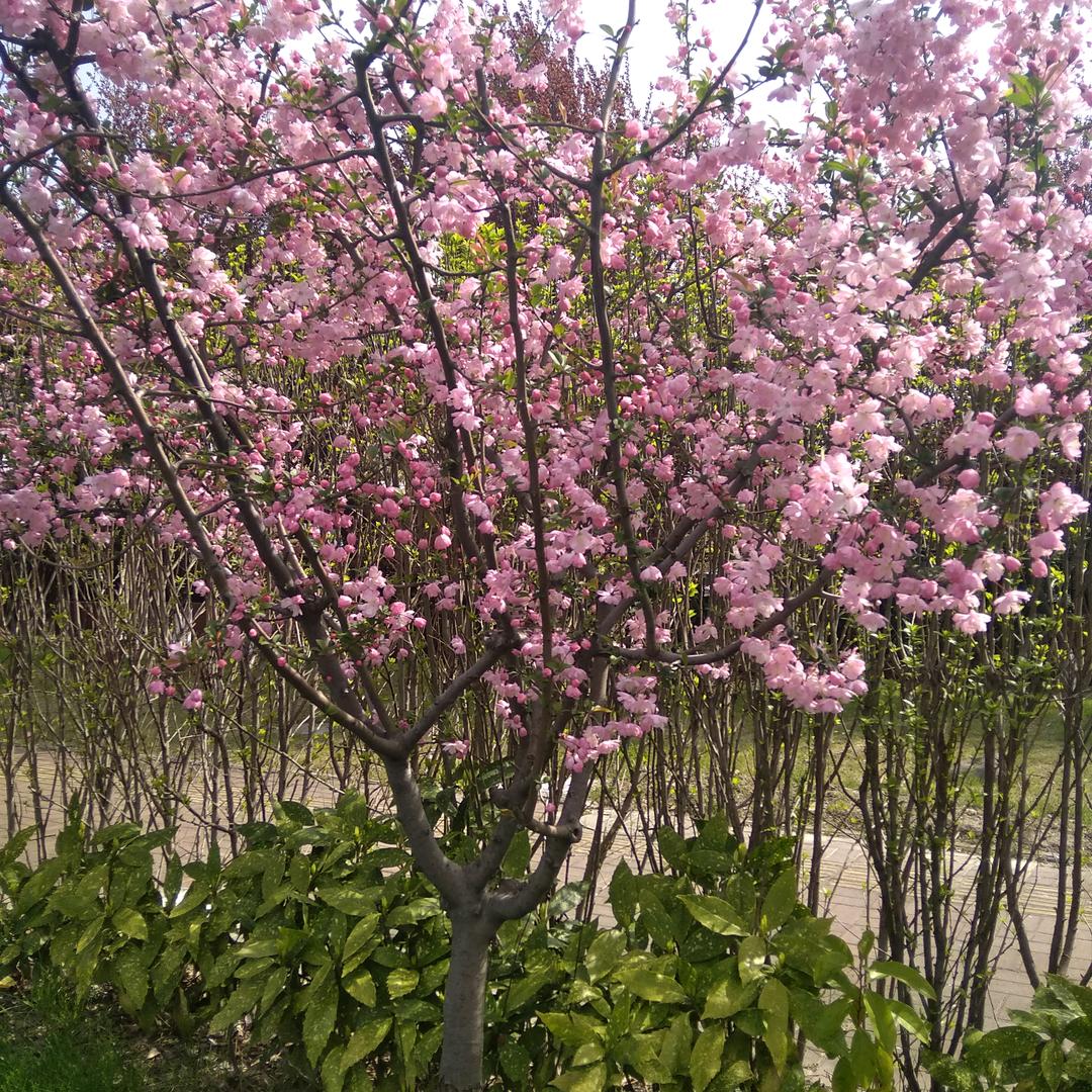 雾霾看花