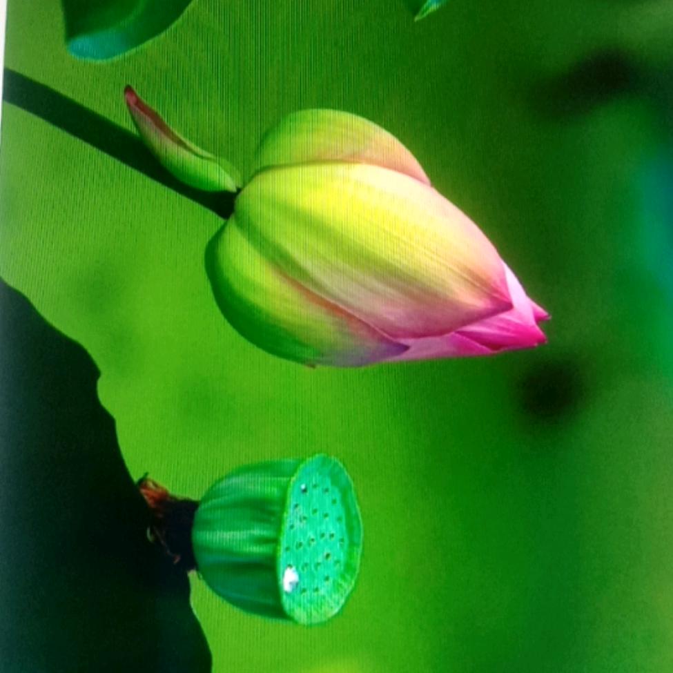 花花