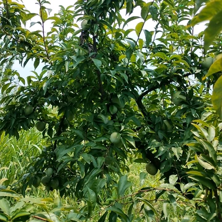 果🍎👑