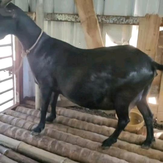 海南本地黑山羊养殖