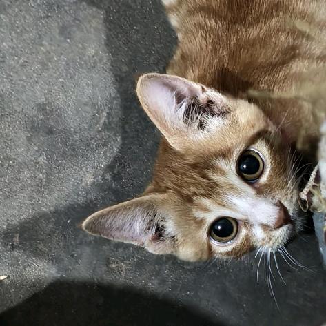 猫猫有个大愿望🇨🇳