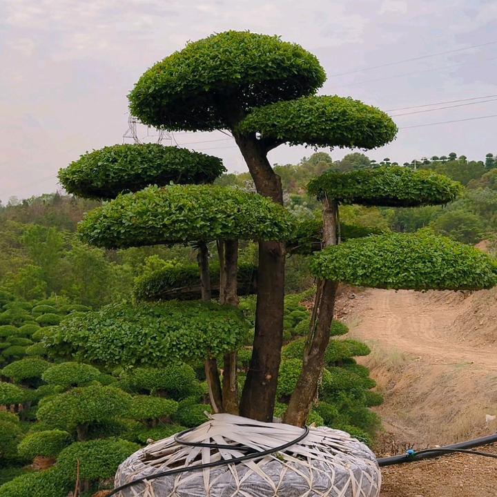 难得糊涂