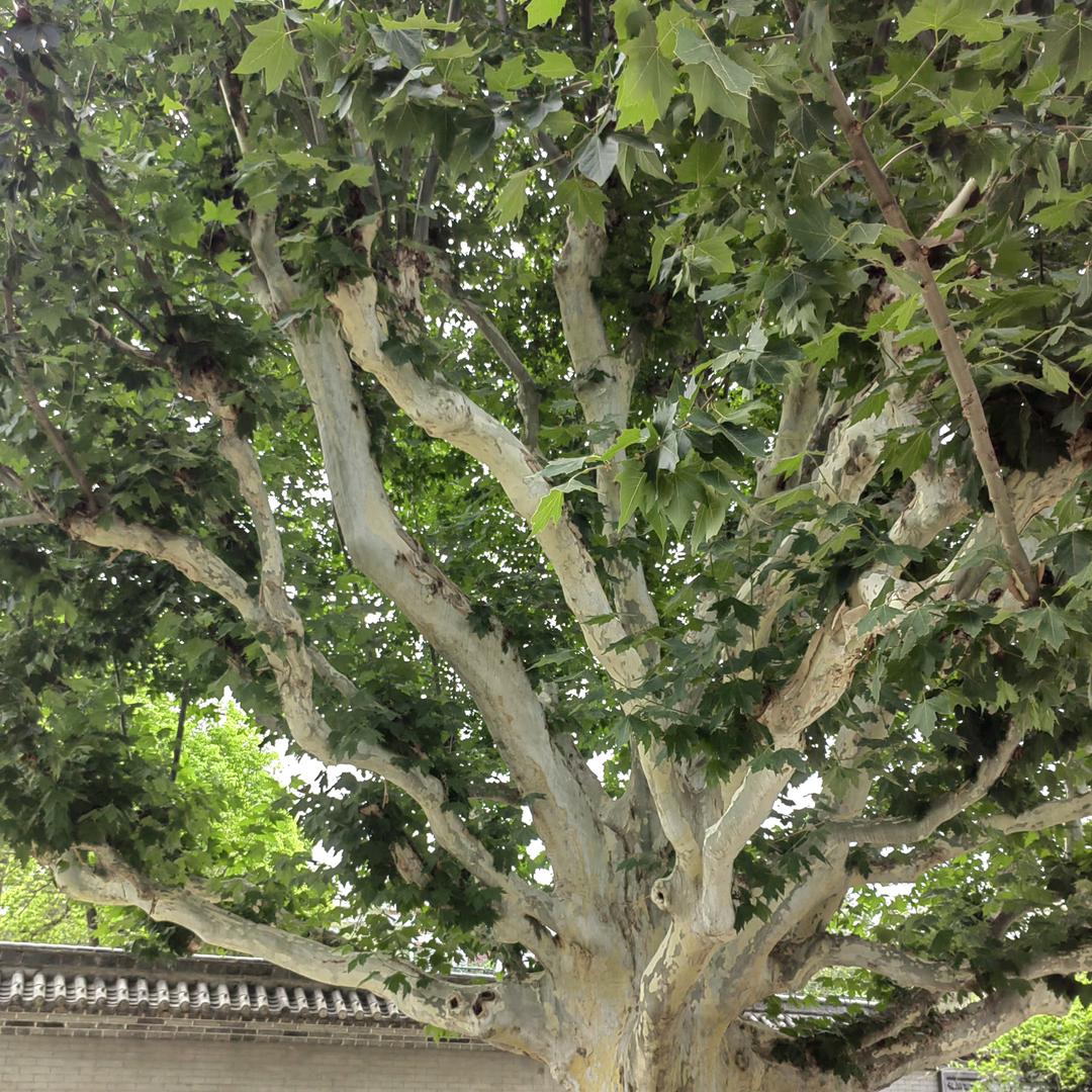 小芳（太阳🌸）