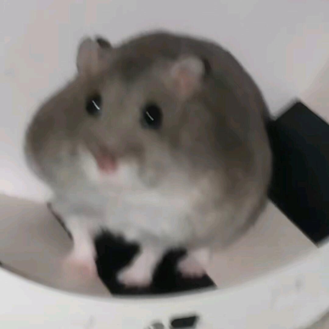 薯鼠玩游戏