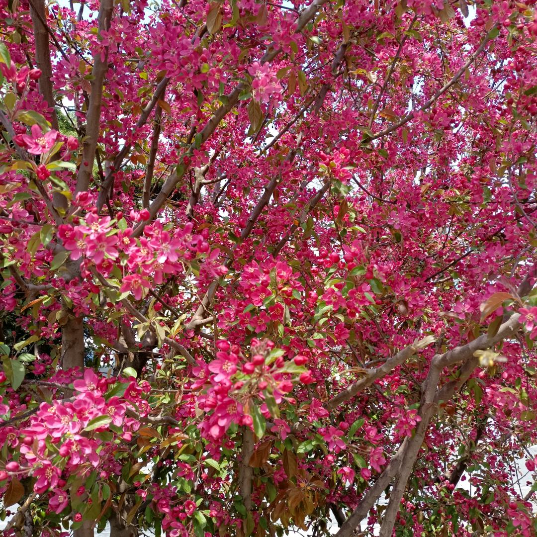 平安一生
