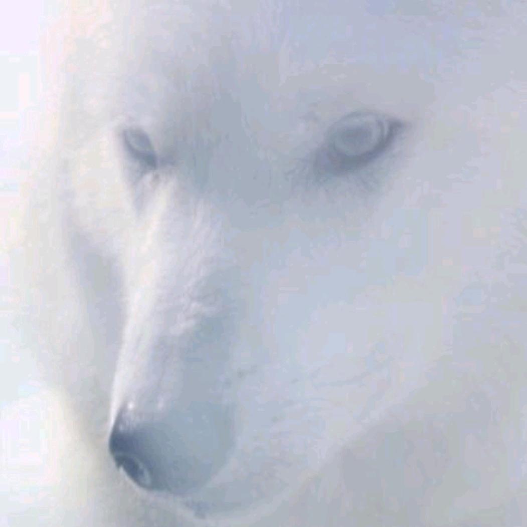 雪狼