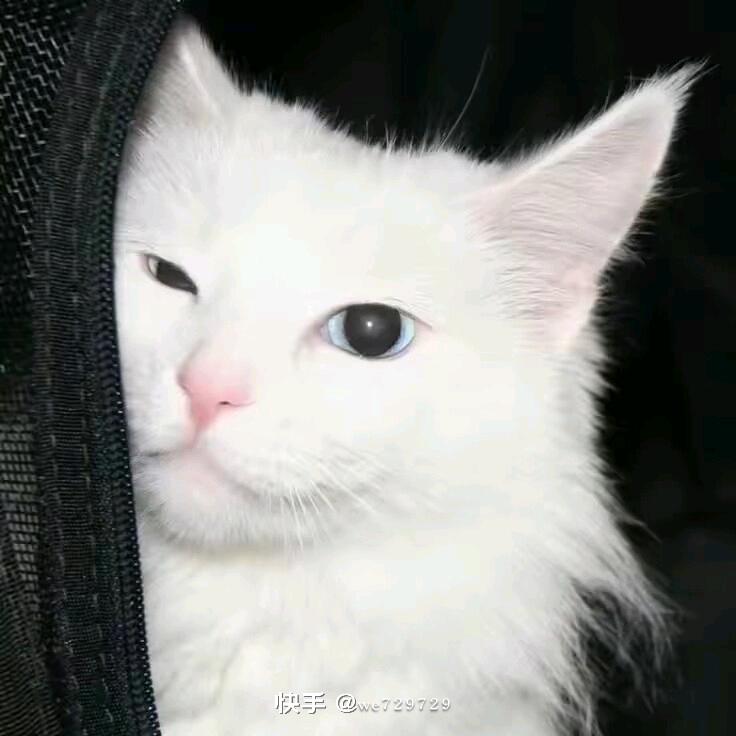你是不是油猫饼.