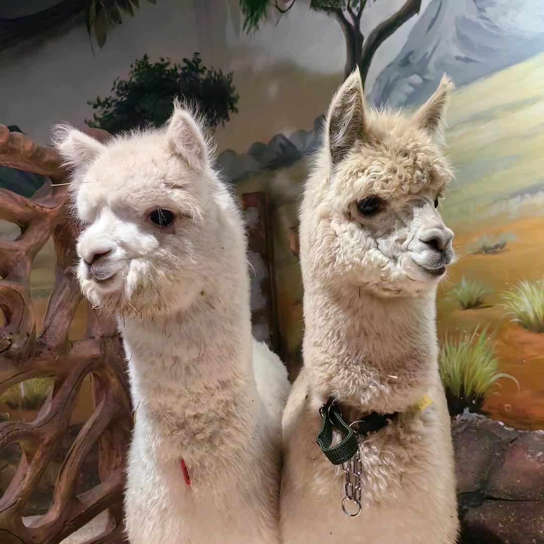 爱骑摩托的奶爸