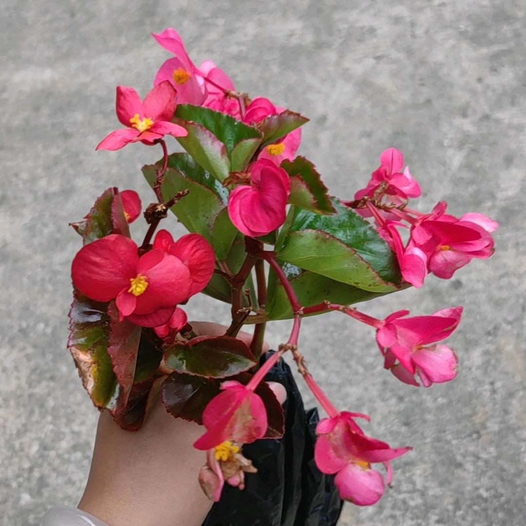 小张张（找搭子）