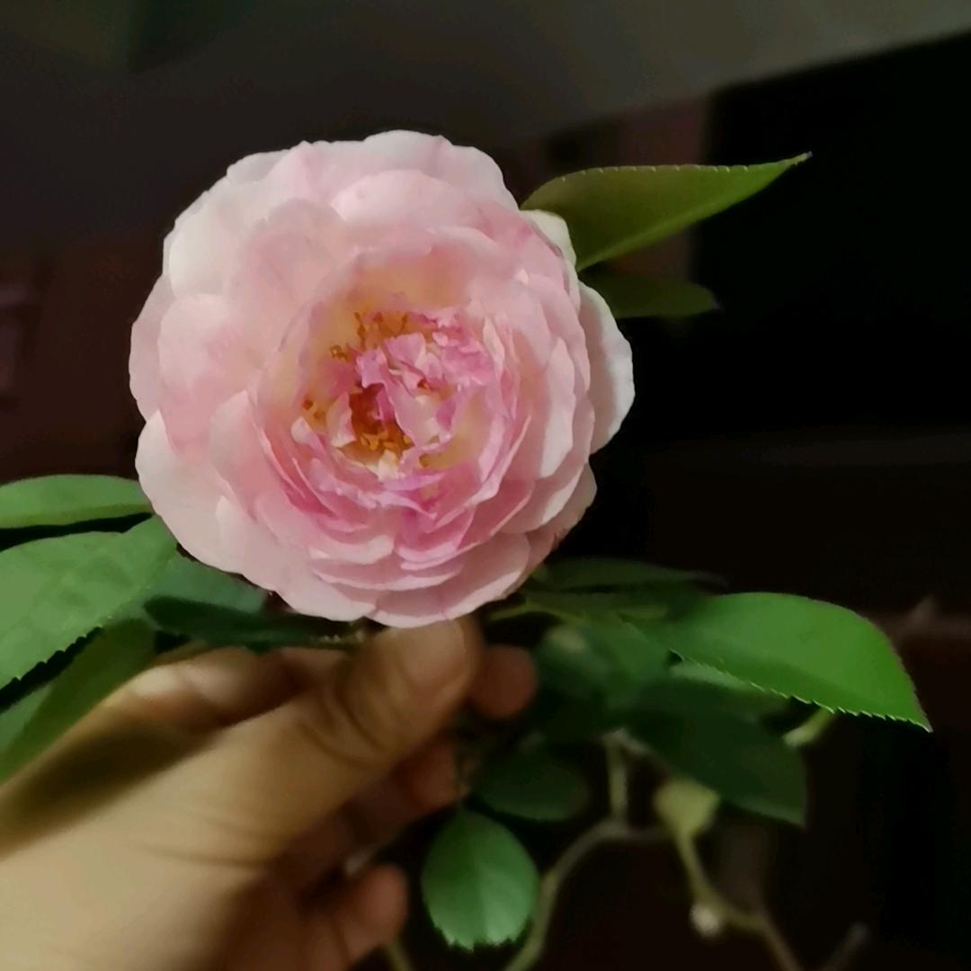 🌸桃花朵朵开🌸