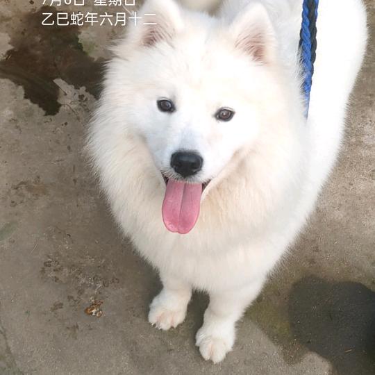二哥二哥
